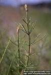 Photo: Equisetum palustre 1.