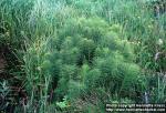 Photo: Equisetum telmateia.