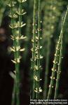 Photo: Equisetum fluviatile 1.