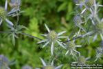 Photo: Eryngium planum 4.