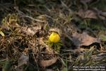 Photo: Eranthis hyemalis 2.