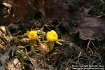 Photo: Eranthis hyemalis 3.