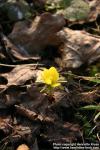 Photo: Eranthis hyemalis 4.