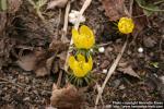 Photo: Eranthis hyemalis 7.