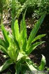 Photo: Eryngium agavifolium.