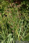 Photo: Eryngium pandanifolium 1.