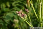 Photo: Eryngium pandanifolium 2.