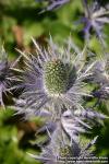 Photo: Eryngium alpinum 7.