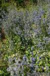 Photo: Eryngium planum 10.