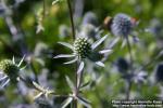 Photo: Eryngium planum 11.