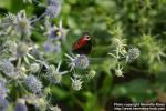 Photo: Eryngium planum 12.