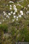 Photo: Eriophorum angustifolium 3.