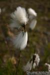 Photo: Eriophorum angustifolium 4.