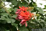 Photo: Erythrina lysistemon.