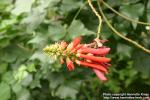 Photo: Erythrina lysistemon 1.