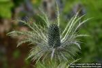 Photo: Eryngium alpinum 10.