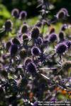 Photo: Eryngium planum 13.