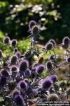 Photo: Eryngium planum 14.