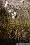 Photo: Eriophorum angustifolium 7.