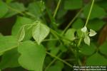 Photo: Erythrina velutina.