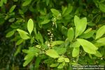 Photo: Erythroxylum coca 1.