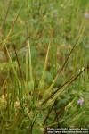 Photo: Erodium ciconium 1.