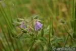 Photo: Erodium ciconium 2.