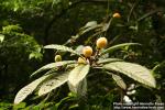 Photo: Eriobotrya japonica 6.