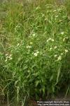 Photo: Erigeron philadelphicus 0.