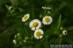 Photo: Erigeron philadelphicus 1.