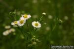 Photo: Erigeron philadelphicus 2.