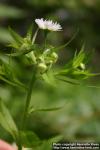 Photo: Erigeron philadelphicus 7.