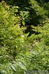 Photo: Erigeron philadelphicus 8.