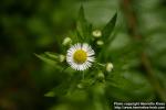 Photo: Erigeron philadelphicus 9.