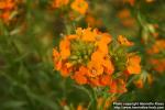 Photo: Erysimum cheiri 0.