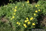 Photo: Eriophyllum lanatum 3.