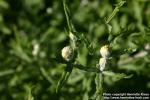 Photo: Eriophyllum lanatum 5.