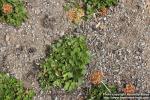 Photo: Eriogonum umbellatum 0.