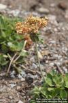 Photo: Eriogonum umbellatum 2.