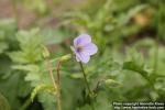 Photo: Erodium gruinum 1.