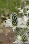 Photo: Eryngium giganteum 4.