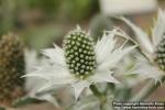 Photo: Eryngium giganteum 6.