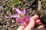 Photo: Erythronium dens-canis 11.