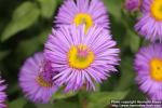 Photo: Erigeron speciosus 1.