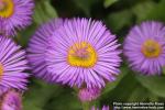 Photo: Erigeron speciosus 2.