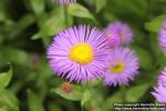 Photo: Erigeron speciosus 3.