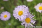 Photo: Erigeron formosissimus 1.