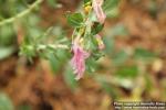 Photo: Eremophila calorhabdos 1.