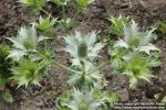 Photo: Eryngium giganteum 9.