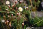 Photo: Erigeron acris 1.